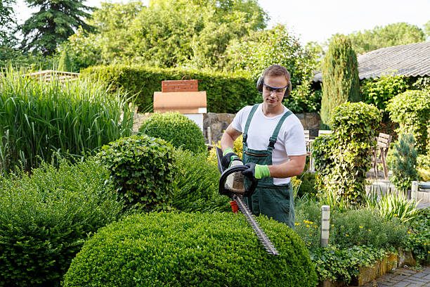 How Our Tree Care Process Works  in  Rancho Cucamonga, CA